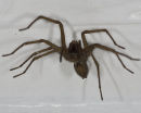 Front view of the house spider